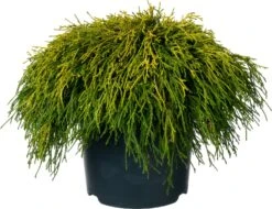 Dwergcipres (Chamaecyparis Pisifera 'Sungold') D 23 H 40 Cm