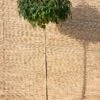 Amberboom (Liquidambar Styraciflua Gum Ball) 1 Amberboom (Liquidambar Styraciflua Gum Ball) -PlantenPuur Verkoopwinkel 8717191472630