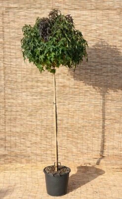 Amberboom (Liquidambar Styraciflua Gum Ball)