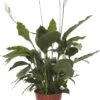 Lepelplant (Spathiphyllum Alfetta) D 24 H 90 Cm -PlantenPuur Verkoopwinkel 8717191511780 1