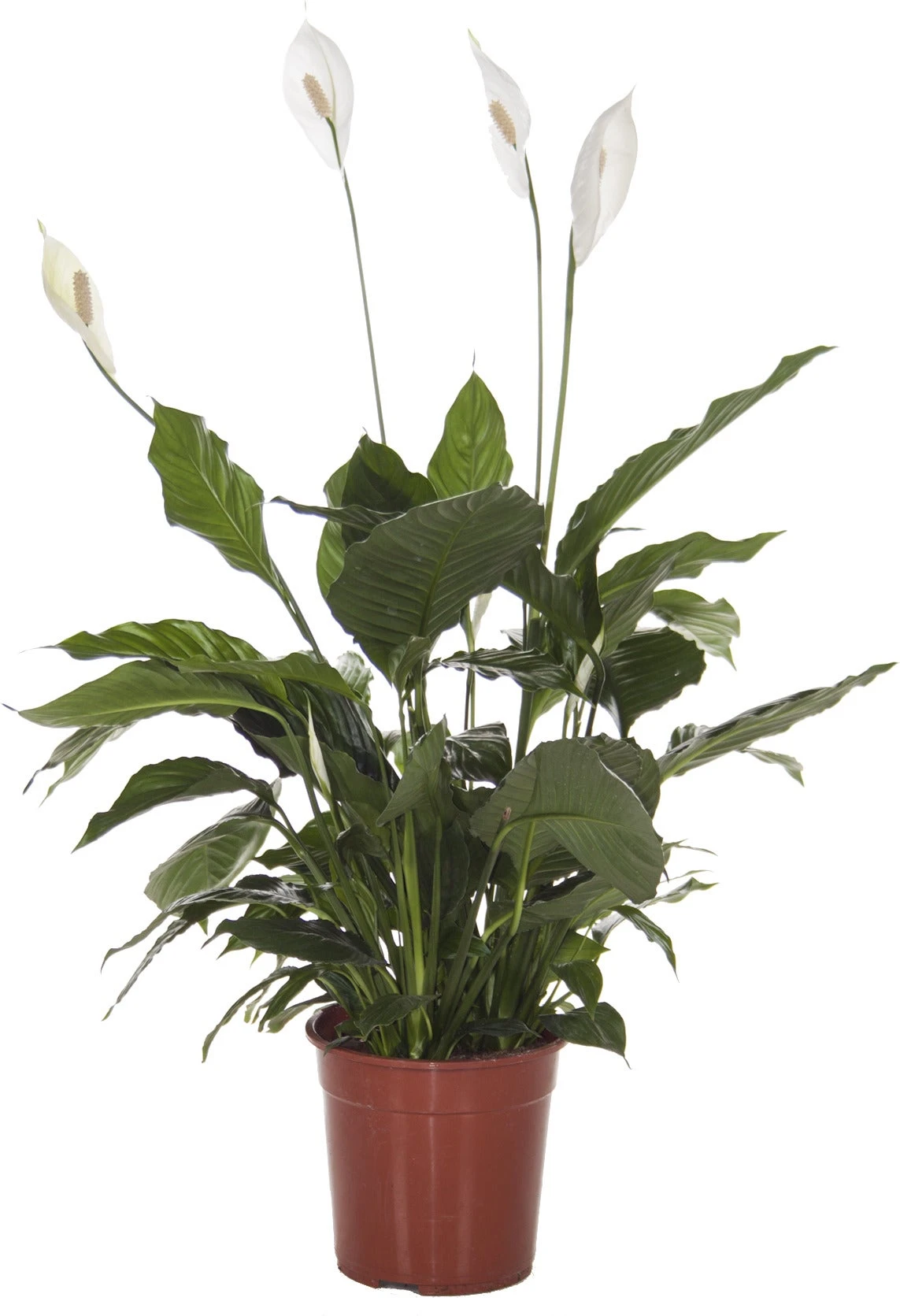 Lepelplant (Spathiphyllum Alfetta) D 24 H 90 Cm 3 Lepelplant (Spathiphyllum Alfetta) D 24 H 90 Cm