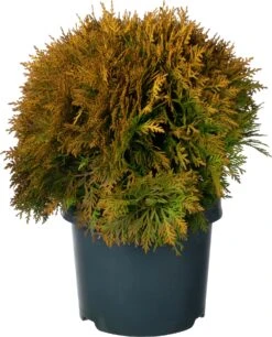 Levensboom (Thuja Occidentalis 'Mirjam') D 23 H 35 Cm