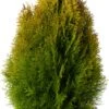 Levensboom (Thuja Occidentalis 'Golden Smaragd') D 23 H 70 Cm 1 Levensboom (Thuja Occidentalis 'Golden Smaragd') D 23 H 70 Cm -PlantenPuur Verkoopwinkel 8717191529358 0