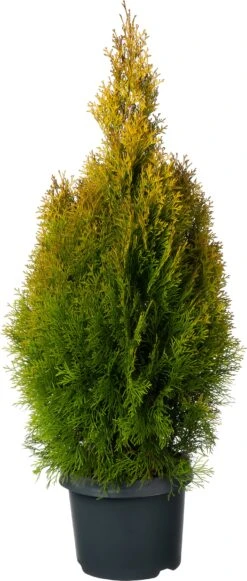 Levensboom (Thuja Occidentalis 'Golden Smaragd') D 23 H 70 Cm