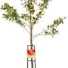 Handappel (Malus Domestica 'Elstar') 2 Handappel (Malus Domestica 'Elstar') -PlantenPuur Verkoopwinkel 8717263003854 2