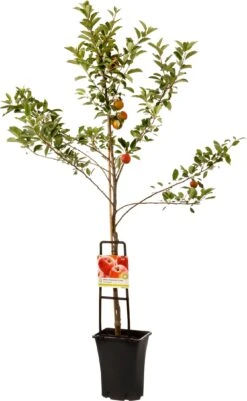 Handappel (Malus Domestica 'Elstar')