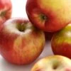 Handappel (Malus Domestica 'Ecolette') -PlantenPuur Verkoopwinkel 8717263004073 2