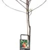 Handappel (Malus Domestica 'Santana') 1 Handappel (Malus Domestica 'Santana') -PlantenPuur Verkoopwinkel 8717263004172 2