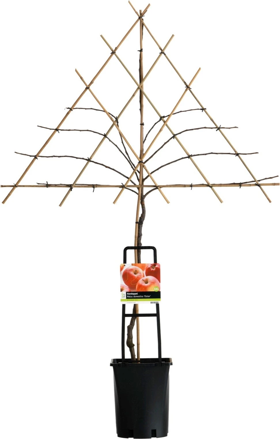 Handappel (Malus Domestica 'Elstar') 3 Handappel (Malus Domestica 'Elstar')