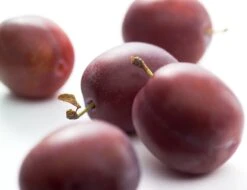 Pruim (Prunus Domestica 'Victoria')