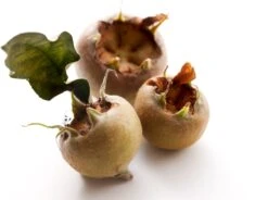 Mispel (Mespilus Germanica)