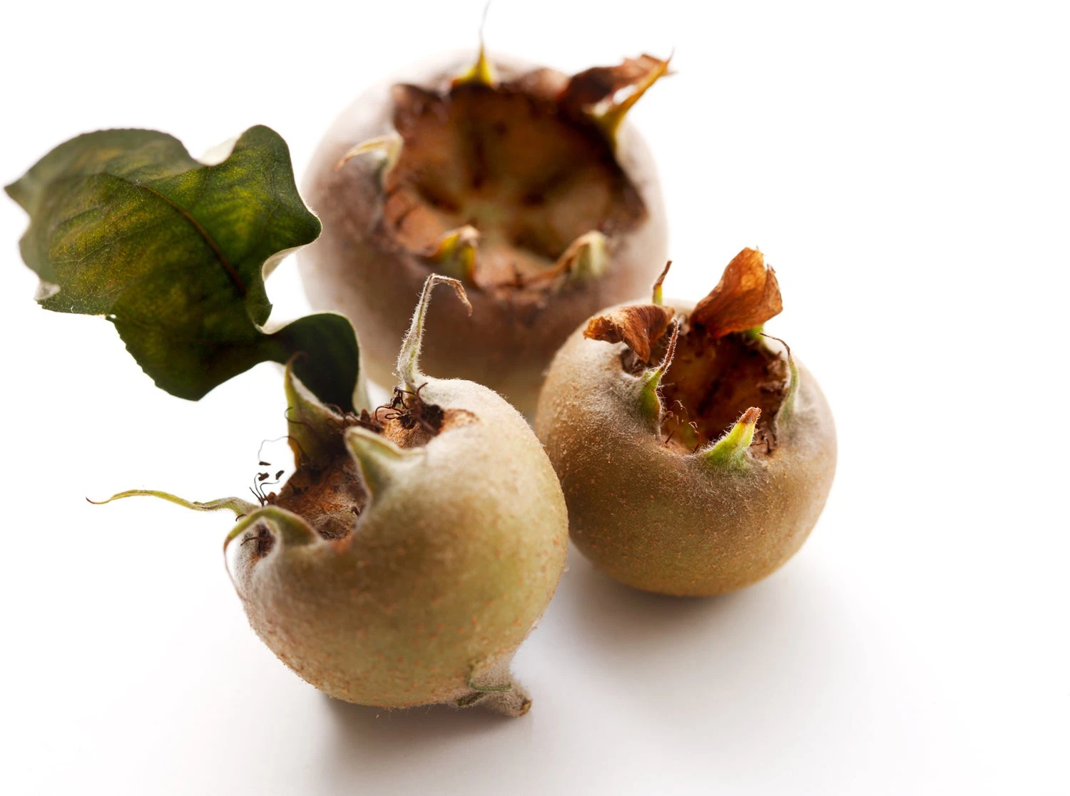 Mispel (Mespilus Germanica) 3 Mispel (Mespilus Germanica)