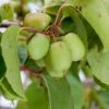 Kiwi Bes (Actinidia Arguta 'Issai') 1 Kiwi Bes (Actinidia Arguta 'Issai') -PlantenPuur Verkoopwinkel 8717263018506 2
