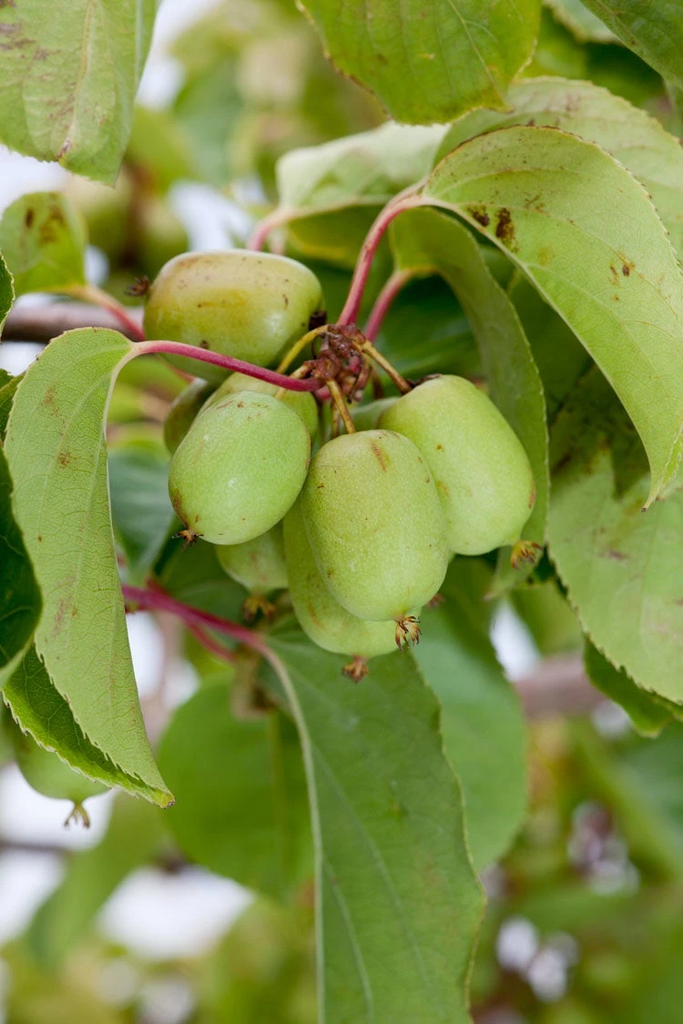 Kiwi Bes (Actinidia Arguta 'Issai') 3 Kiwi Bes (Actinidia Arguta 'Issai')