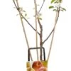Twee Soorten Appels (Malus Domestica (Duo-appel)) -PlantenPuur Verkoopwinkel 8717263018698 2