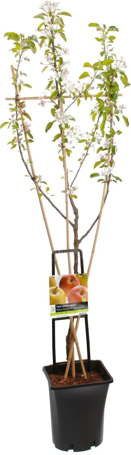 Twee Soorten Appels (Malus Domestica (Duo-appel)) 3 Twee Soorten Appels (Malus Domestica (Duo-appel))