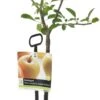 Handappel (Malus Domestica 'Golden Delicious') -PlantenPuur Verkoopwinkel 8717263019237 1