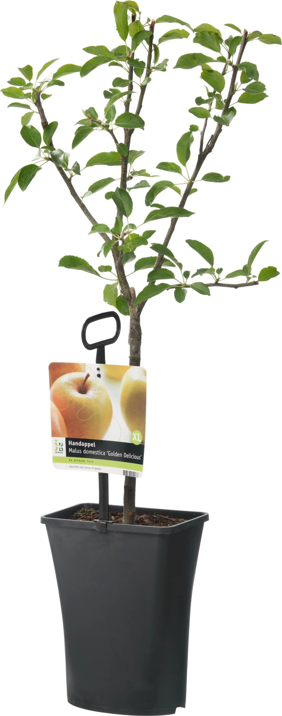 Handappel (Malus Domestica 'Golden Delicious') 2 Handappel (Malus Domestica 'Golden Delicious')