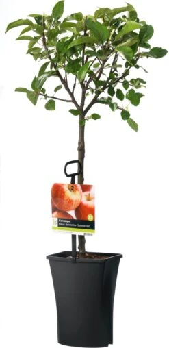 Handappel (Malus Domestica 'Summerred')