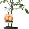 Handappel (Malus Domestica 'James Grieve') -PlantenPuur Verkoopwinkel 8717263019268 2