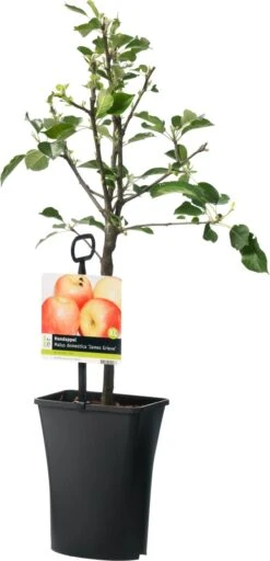 Handappel (Malus Domestica 'James Grieve')