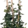 Klimop (Hedera Hibernica) D 9 H 65 Cm 2 Klimop (Hedera Hibernica) D 9 H 65 Cm -PlantenPuur Verkoopwinkel 8717263023913 2 1
