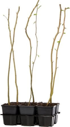 Haagbeuk (Carpinus Betulus) D 9 H 60 Cm