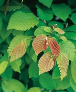 Haagbeuk (Carpinus Betulus) D 9 H 60 Cm -PlantenPuur Verkoopwinkel 8717263024620 3