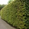 Gewone Beuk (Fagus Sylvatica) -PlantenPuur Verkoopwinkel 8717263024644