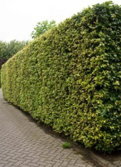 Gewone Beuk (Fagus Sylvatica)