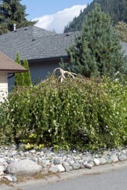 Zilverberk (Betula Pendula ‘Youngii’)