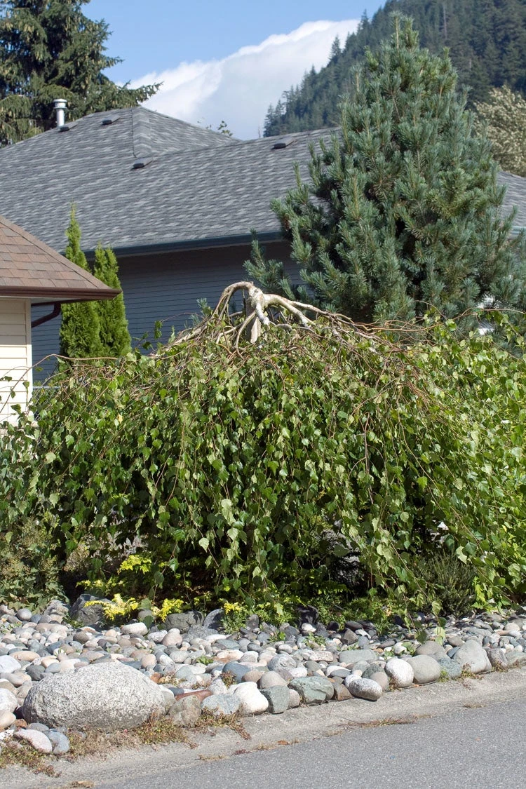 Zilverberk (Betula Pendula ‘Youngii’) 3 Zilverberk (Betula Pendula ‘Youngii’)