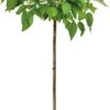 Trompetboom (Catalpa Bignonioides 'Nana') D 32 H 150 Cm