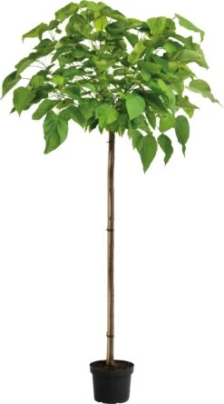 Trompetboom (Catalpa Bignonioides 'Nana') D 32 H 150 Cm