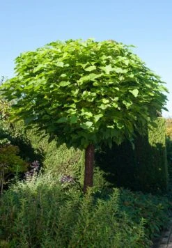 Bol Catalpa (Catalpa Bignonioides 'Nana')