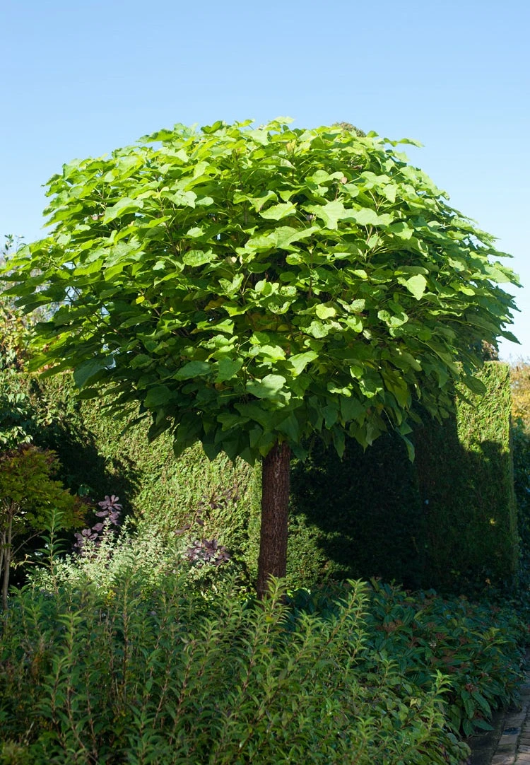 Bol Catalpa (Catalpa Bignonioides 'Nana') 3 Bol Catalpa (Catalpa Bignonioides 'Nana')