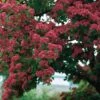 Rode Meidoorn (Crataegus Laevigata Paul's Scarlet) -PlantenPuur Verkoopwinkel 8717263024941