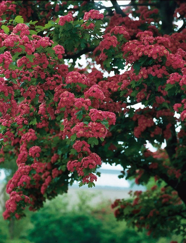 Rode Meidoorn (Crataegus Laevigata Paul's Scarlet) 3 Rode Meidoorn (Crataegus Laevigata Paul's Scarlet)