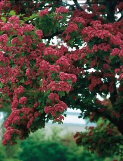 Rode Meidoorn (Crataegus Laevigata 'Paul's Scarlet') D 32 H 175 Cm