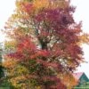 Amberboom (Liquidambar Styraciflua) -PlantenPuur Verkoopwinkel 8717263024996