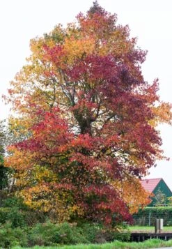 Amberboom (Liquidambar Styraciflua)