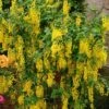 Goudenregen (Laburnum Watereri ‘Vossii’) 2 Goudenregen (Laburnum Watereri ‘Vossii’) -PlantenPuur Verkoopwinkel 8717263025016