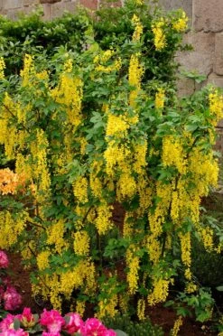 Goudenregen (Laburnum Watereri ‘Vossii’)
