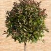 Glansmispel (Photinia Fraseri 'Red) -PlantenPuur Verkoopwinkel 8717263025047