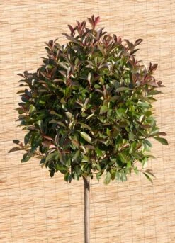 Glansmispel (Photinia Fraseri 'Red)