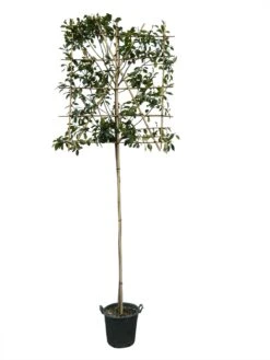 Photinia (Photinia Fraseri ‘Red Robin')