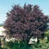 Kerspruim (Prunus Cerasifera 'Nigra') D 32 H 250 Cm -PlantenPuur Verkoopwinkel 8717263025139