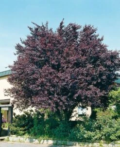 Kerspruim (Prunus Cerasifera 'Nigra') D 32 H 250 Cm