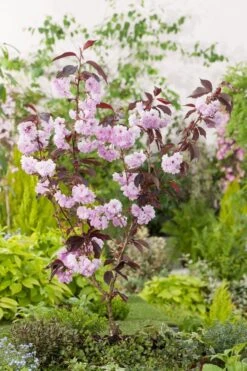 Japanse Sierkers (Prunus Serrulata 'Royal) D 32 H 200 Cm