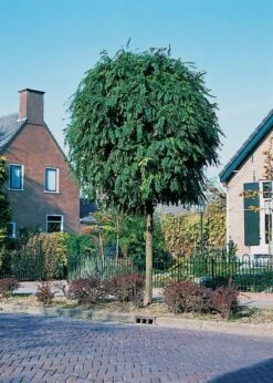 Bol Acacia (Robinia Pseudoacacia 'Umbraculifera')